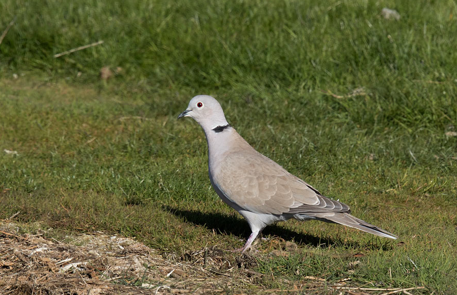 image Eurasian Collared Dove